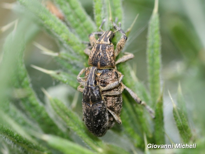 Curculionidae: Cleonis pigra, coppia